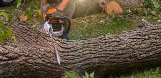 Why Choose Our Tree Removal Services in Centerfield, UT?