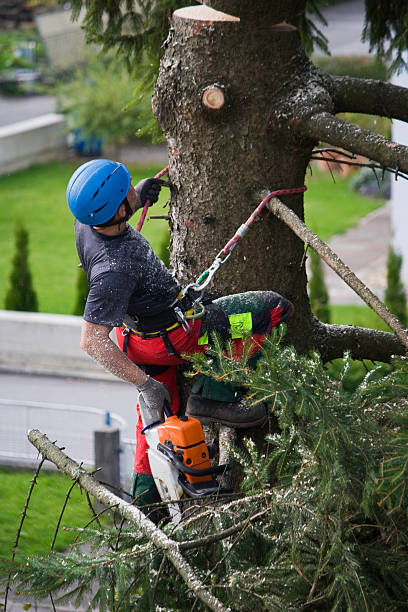 Best Palm Tree Trimming  in Centerfield, UT