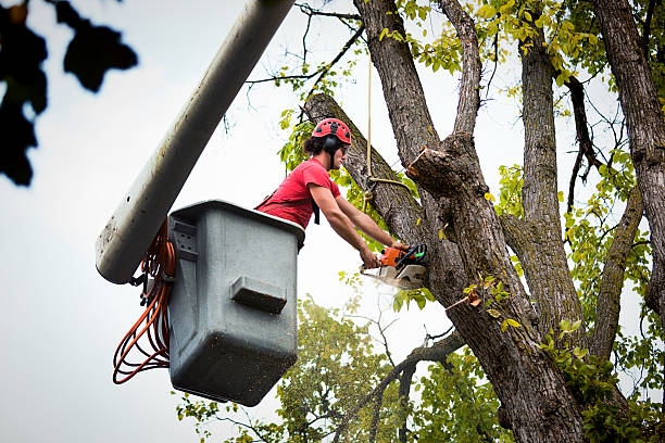 Best Commercial Tree Services  in Centerfield, UT