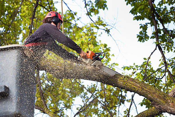 Best Tree Disease Treatment  in Centerfield, UT