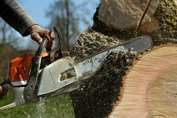 Best Fruit Tree Pruning  in Centerfield, UT